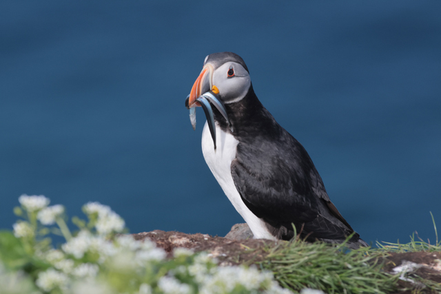 Voyage et ornithologie en Scandinavie 2024 7dv6