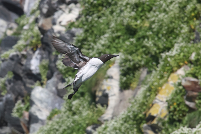 Voyage et ornithologie en Scandinavie 2024 8gii