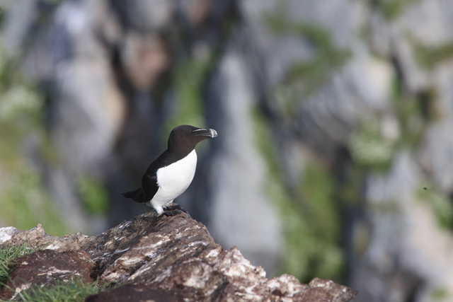 Voyage et ornithologie en Scandinavie 2024 8uvb