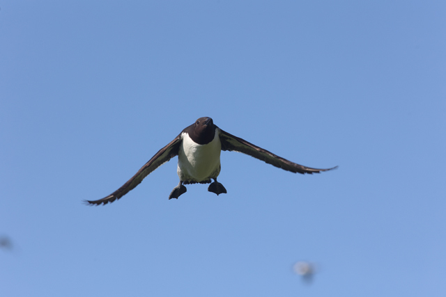 Voyage et ornithologie en Scandinavie 2024 8v67