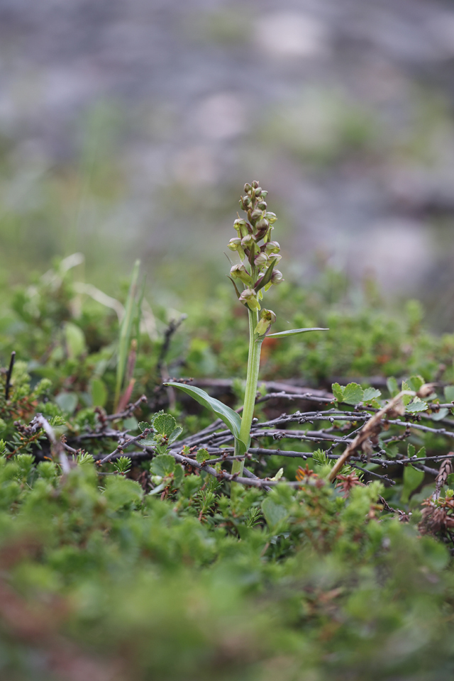 Voyage et ornithologie en Scandinavie 2024 8xmc