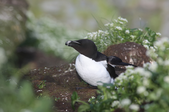 Voyage et ornithologie en Scandinavie 2024 D24o