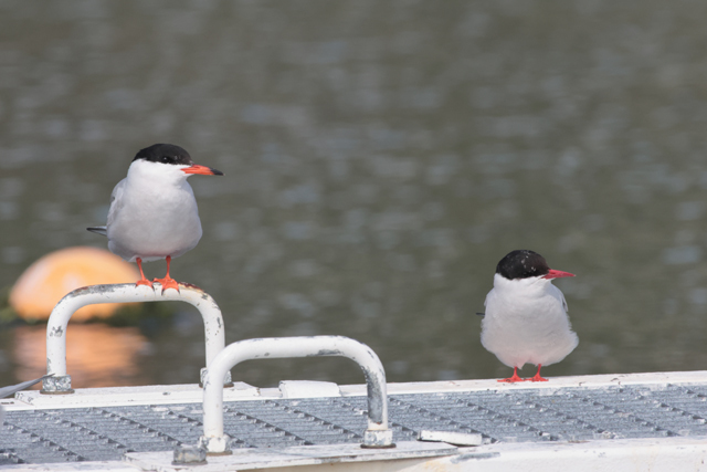 Voyage et ornithologie en Scandinavie 2024 Ewbt