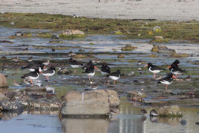 Voyage et ornithologie en Scandinavie 2024 Fezw