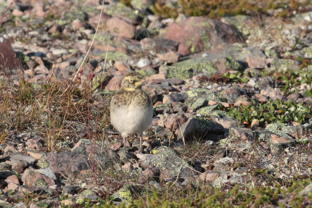 Voyage et ornithologie en Scandinavie 2024 Frfi