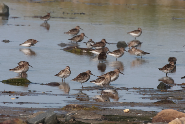 Voyage et ornithologie en Scandinavie 2024 Jyh8