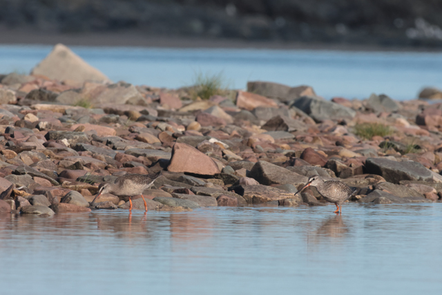 Voyage et ornithologie en Scandinavie 2024 Llae