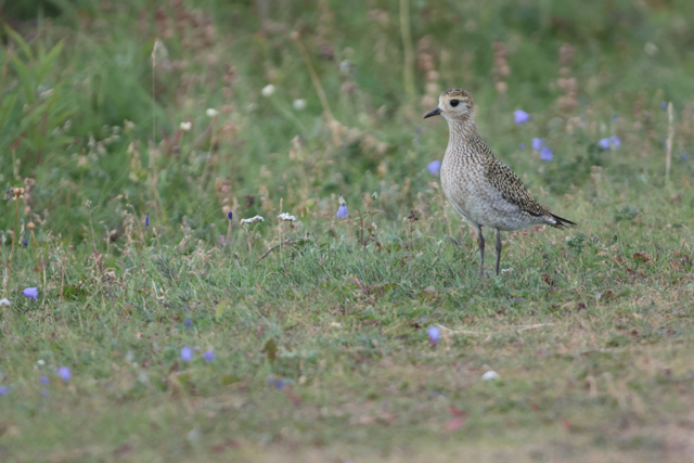 Voyage et ornithologie en Scandinavie 2024 O1bt