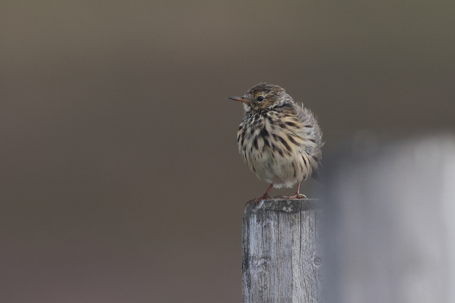 Voyage et ornithologie en Scandinavie 2024 Sut5