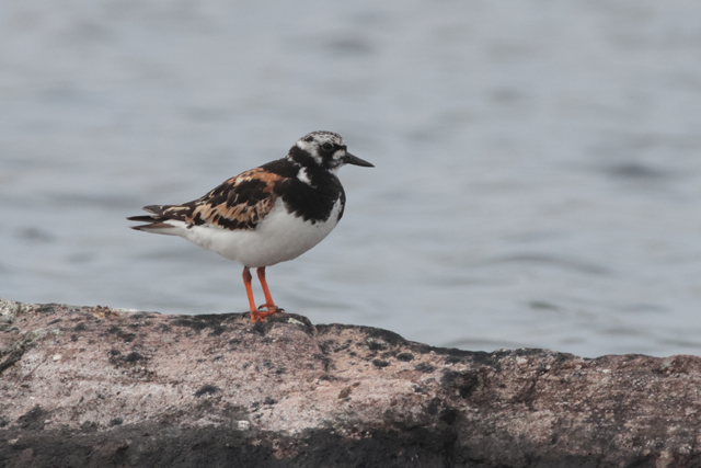 Voyage et ornithologie en Scandinavie 2024 Te2t