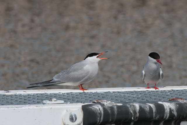 Voyage et ornithologie en Scandinavie 2024 Tyer