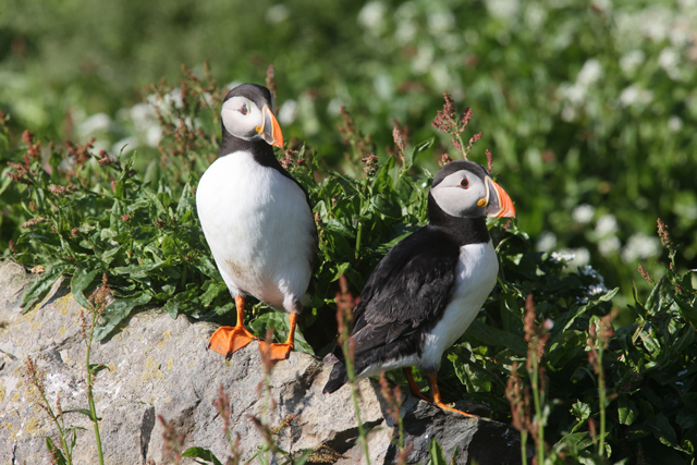 Voyage et ornithologie en Scandinavie 2024 Uhl5