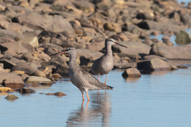 Voyage et ornithologie en Scandinavie 2024 Vd7h