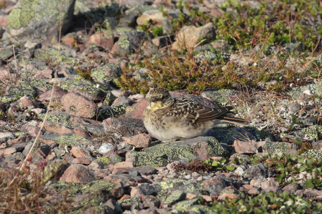 Voyage et ornithologie en Scandinavie 2024 Vgxr