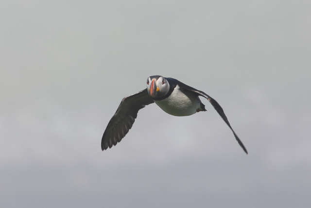 Voyage et ornithologie en Scandinavie 2024 Xikk