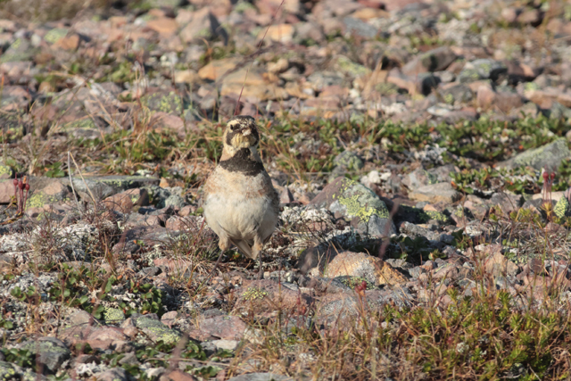 Voyage et ornithologie en Scandinavie 2024 Xyc7