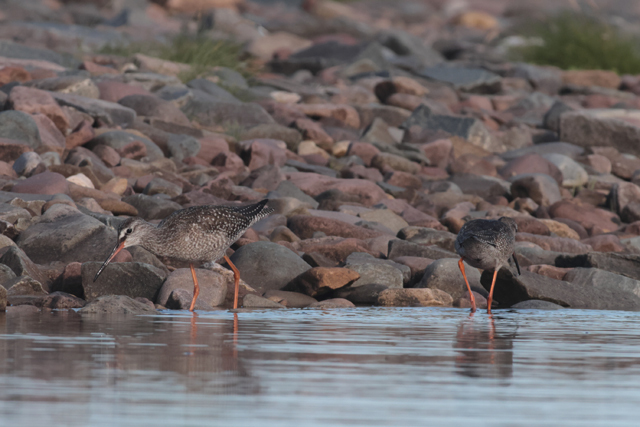 Voyage et ornithologie en Scandinavie 2024 Yjze