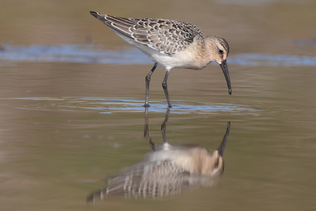 Voyage et ornithologie en Scandinavie 2024 0m5v