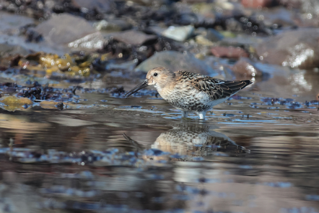 Voyage et ornithologie en Scandinavie 2024 16oa