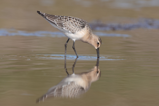 Voyage et ornithologie en Scandinavie 2024 1jq6