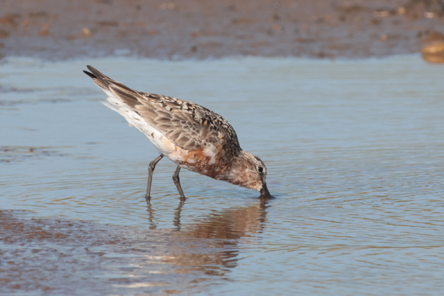 Voyage et ornithologie en Scandinavie 2024 1kuh