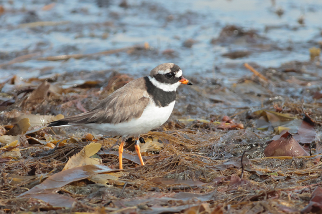 Voyage et ornithologie en Scandinavie 2024 2au1