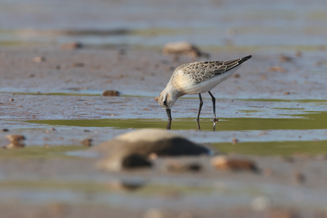 Voyage et ornithologie en Scandinavie 2024 2eiy