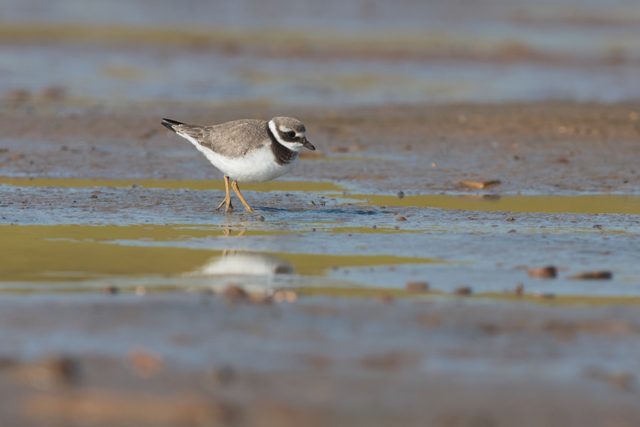 Voyage et ornithologie en Scandinavie 2024 2gru