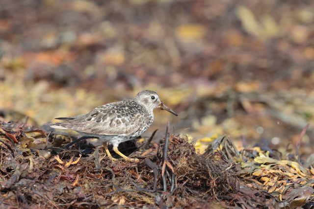 Voyage et ornithologie en Scandinavie 2024 5i79