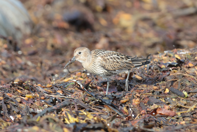 Voyage et ornithologie en Scandinavie 2024 B0zi