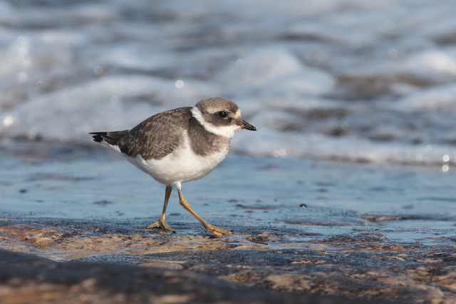 Voyage et ornithologie en Scandinavie 2024 B541