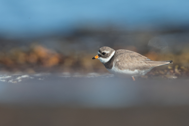 Voyage et ornithologie en Scandinavie 2024 C6e7