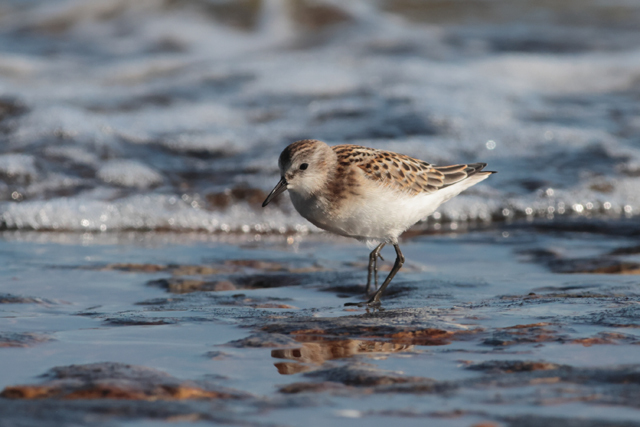 Voyage et ornithologie en Scandinavie 2024 C6zd