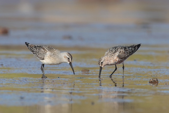 Voyage et ornithologie en Scandinavie 2024 Cfdw