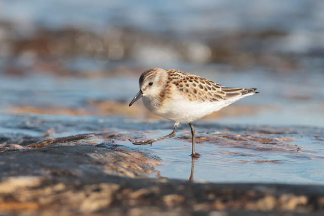 Voyage et ornithologie en Scandinavie 2024 Fqlw