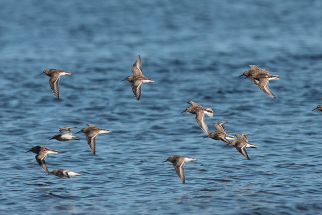 Voyage et ornithologie en Scandinavie 2024 Gsxd