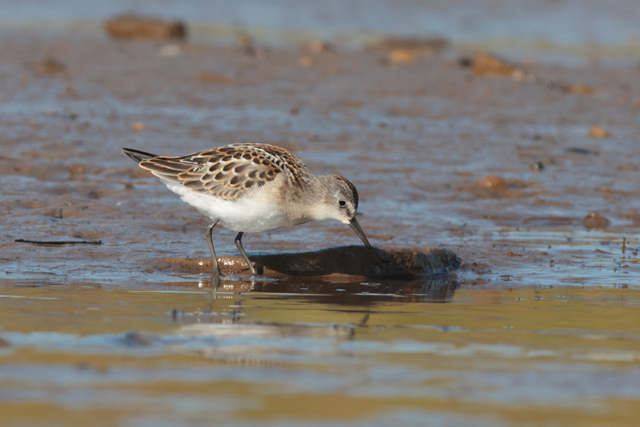 Voyage et ornithologie en Scandinavie 2024 Hxqo