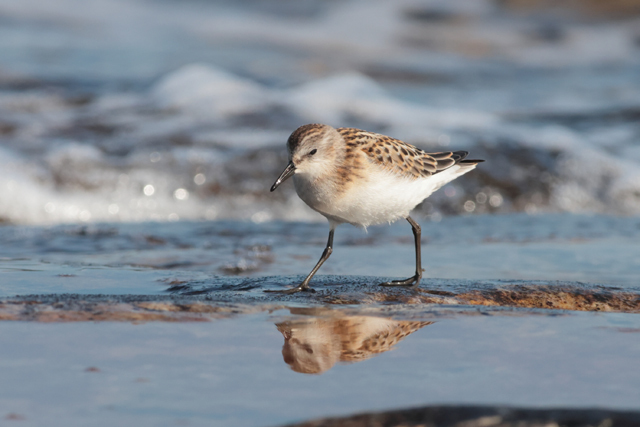 Voyage et ornithologie en Scandinavie 2024 Ibir