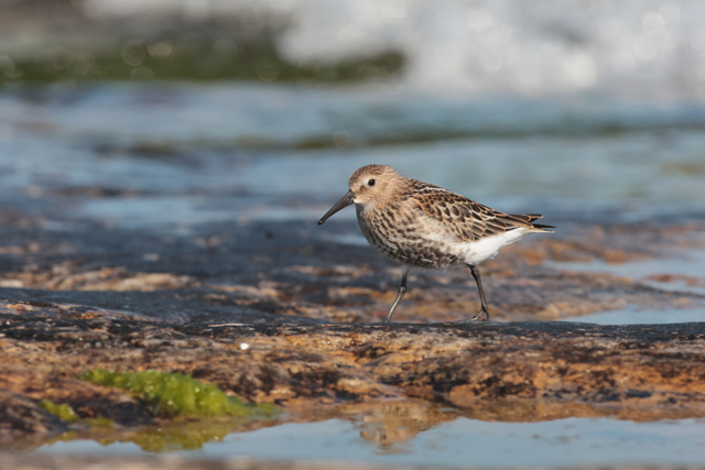 Voyage et ornithologie en Scandinavie 2024 Iozq