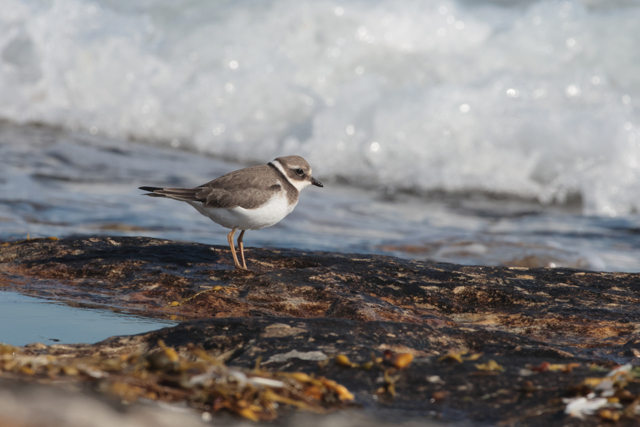 Voyage et ornithologie en Scandinavie 2024 J4z9