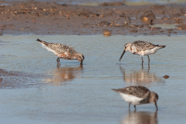 Voyage et ornithologie en Scandinavie 2024 K0td