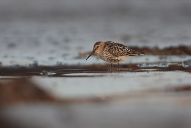 Voyage et ornithologie en Scandinavie 2024 Ki2m