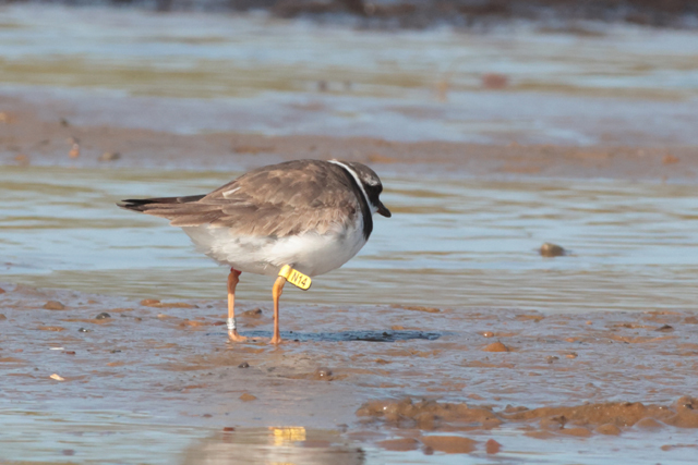 Voyage et ornithologie en Scandinavie 2024 L89b