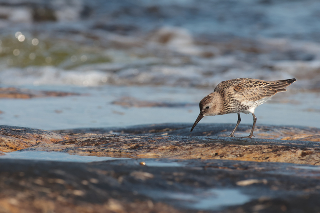 Voyage et ornithologie en Scandinavie 2024 L970