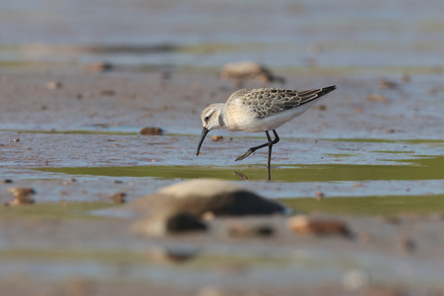 Voyage et ornithologie en Scandinavie 2024 Lnsd