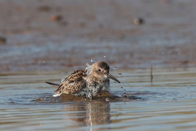 Voyage et ornithologie en Scandinavie 2024 M7r7