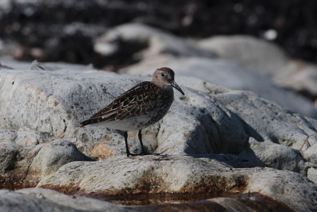 Voyage et ornithologie en Scandinavie 2024 Mxxi