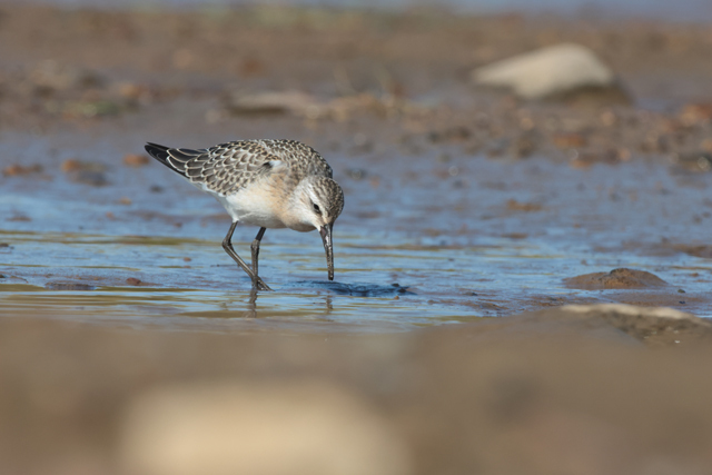 Voyage et ornithologie en Scandinavie 2024 O98m