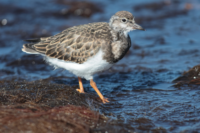 Voyage et ornithologie en Scandinavie 2024 Op7a