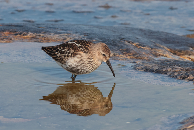 Voyage et ornithologie en Scandinavie 2024 Osln